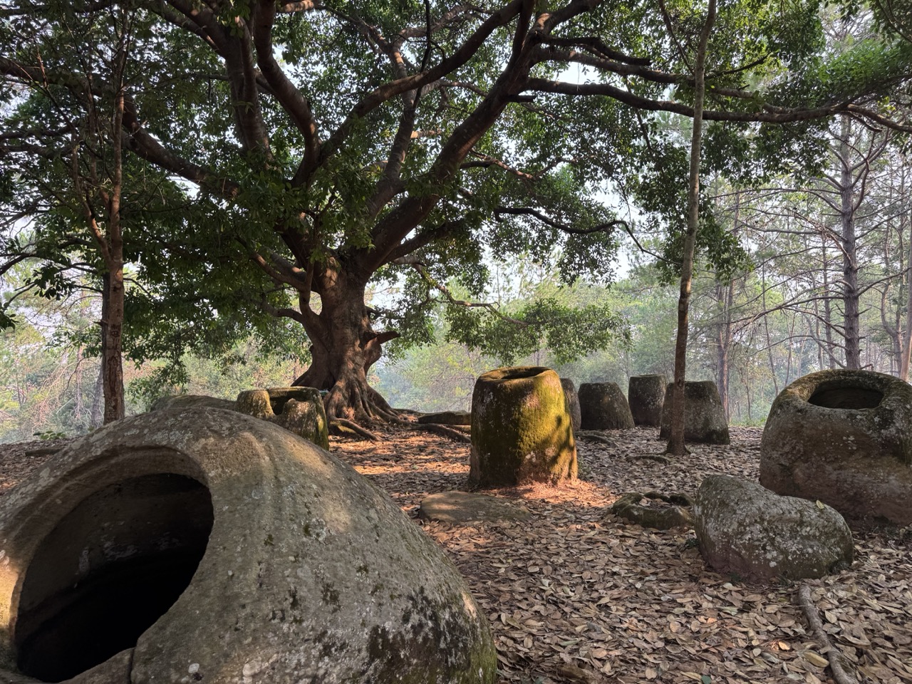 A banyan tree on the Plain of Jars site near Phonsavan