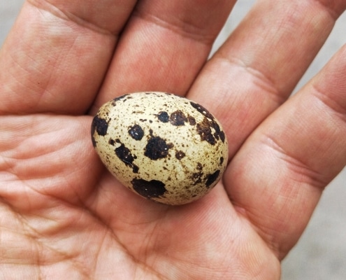 Quail eggs for lunch