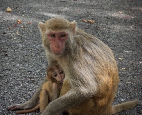 Mummy & baby monkey